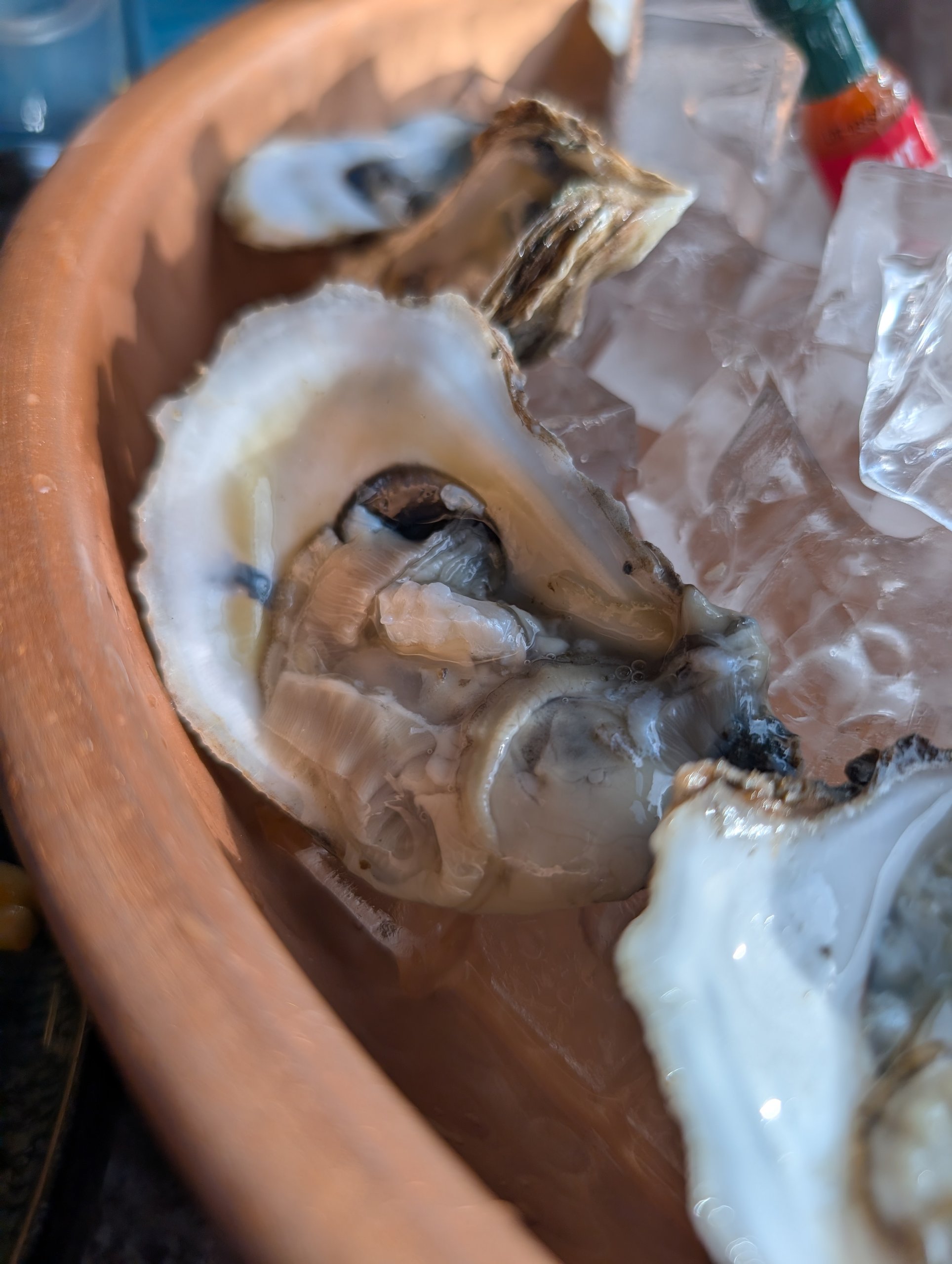 Close up of a freshly shucked east coast oyster on ice at Ostras Lounge