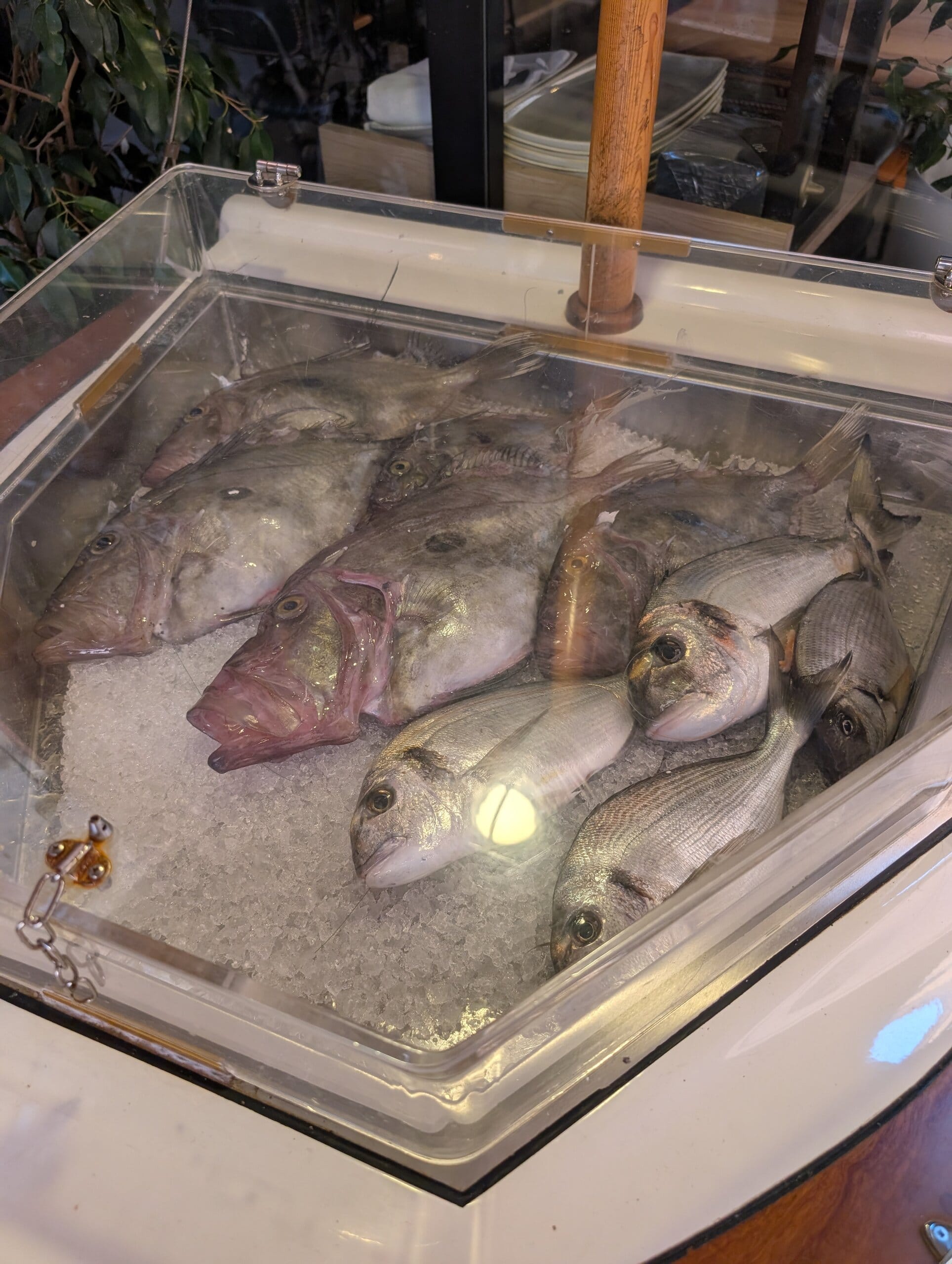 Fresh whole fish on ice in a display case at Mylord in Civitavecchia