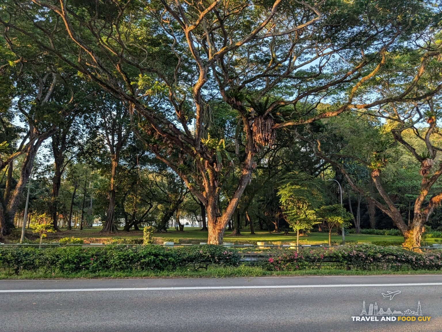 Old rain trees with epiphytic ferns hanging from the branches along the East Coast area of Singapore in early morning light