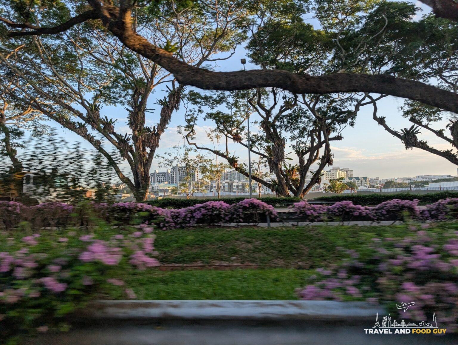 Motion-blurred view from a car of rain trees and pink bougainvillea flanking a road in the East Coast area of Singapore